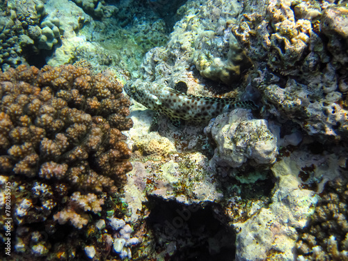 Red Sea coral reef and its beautiful inhabitants