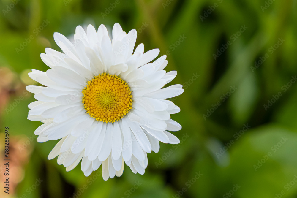 Fototapeta premium A white flower. Chamomile. Gardening. A greeting card