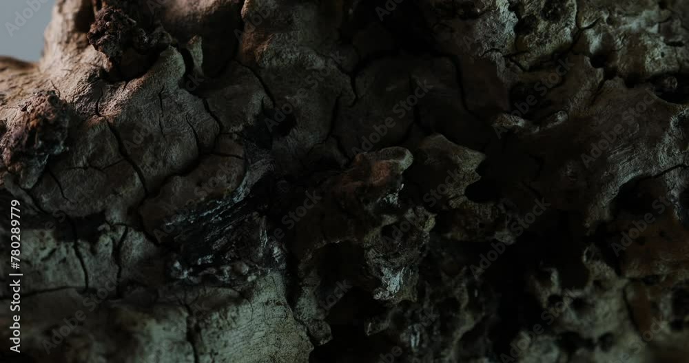 Rugged Bark Textures. Close-up, shallow dof.