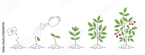 Plant with berries growth stages. Watering can. Seedling development stage. Vector editable illustration.
