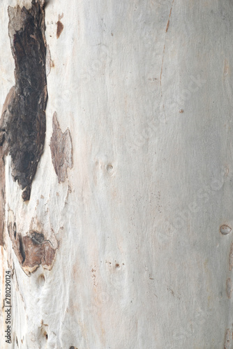 Eucalyptus tree bark texture, Bark of eucalyptus tree, seamless texture, a eucalyptus tree bark texture background image photo