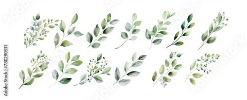 Set of greenery leaves watercolor isolated on white background. Foliage leaf branch collection  summer decorative. Vector illustration