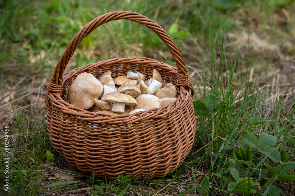 Wicker basket full of collected St. Georges mushrooms