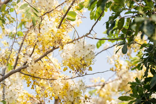 White Golden shower flower on White Golden shower tree.