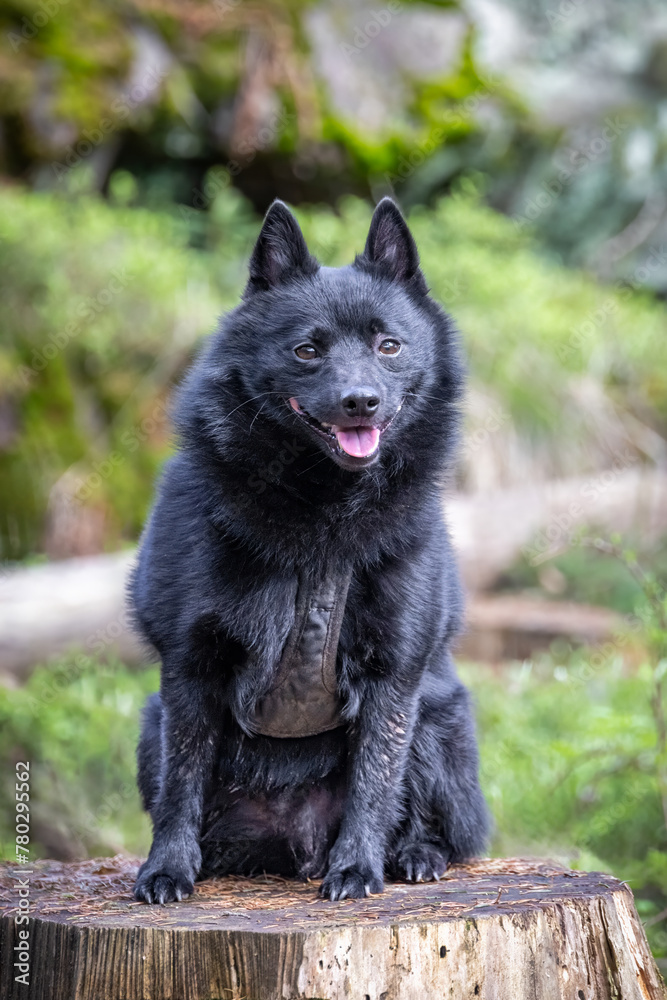 Black Schipperke dog on wooden stump Black Schipperke dog on wooden stump