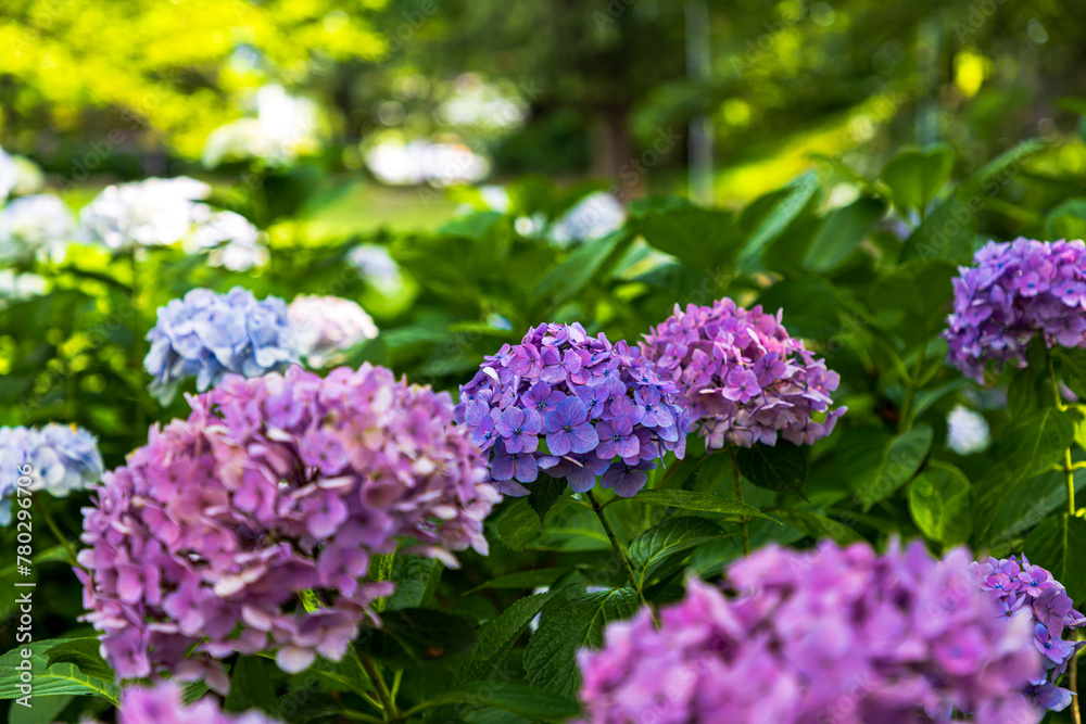 幸手権現堂桜堤　紫陽花・風景
