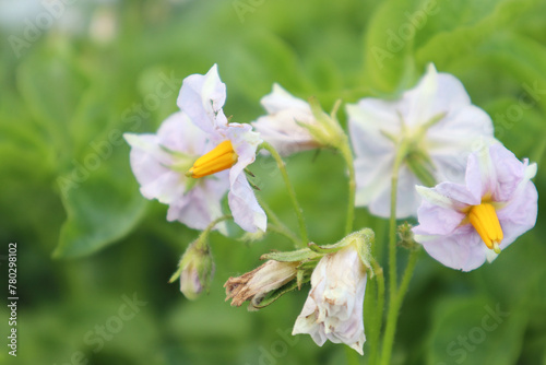Potato flowering. White flowers on a blurred green background. Close-up. Selective focus. Copyspace