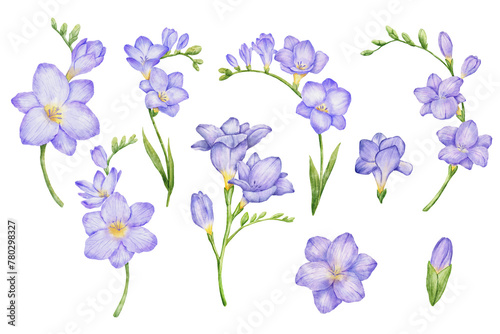 Watercolor violet freesia flower branch and bud with leaves illustrations set. Hand drawn color drawing isolated bouquet