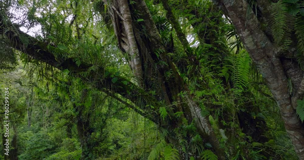 Lush green jungle with abundant trees, plants, and groundcover Lush green jungle with abundant trees, plants, and groundcover