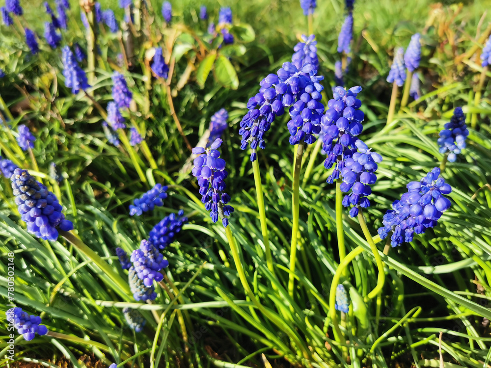Fototapeta premium spring Grape hyacinth