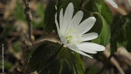 【山野草】アズマイチゲ（東一華）：Anemone raddeana 20240404-1 photo