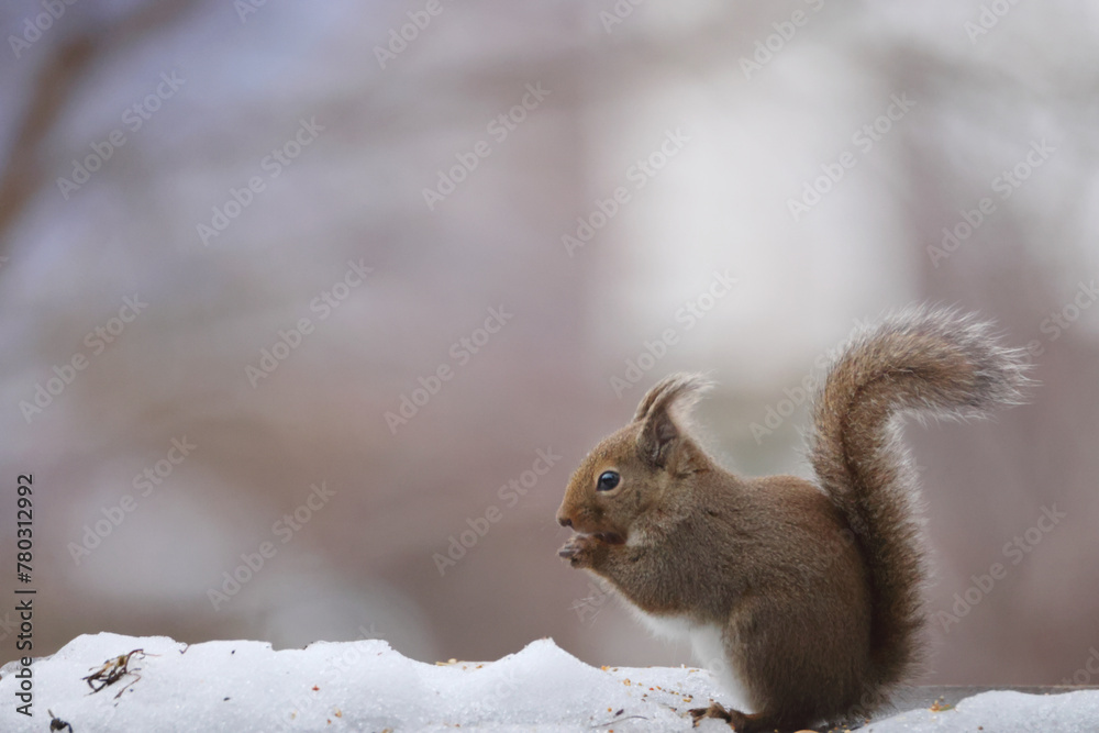 Japanese squirrel (Sciurus lis) is a tree squirrel in the genus Sciurus endemic to Japan. Japanese squirrel (Sciurus lis) is a tree squirrel in the genus Sciurus endemic to Japan.