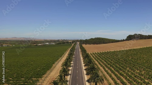 Aerial drone view of Seppeltsfiled Road, South Australia.
Seppeltsfield Road is one of Australia’s most visually spectacular driving avenues with over 200 palms in line! photo