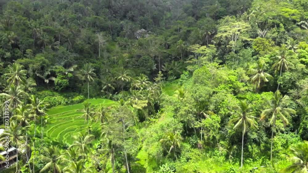 Aerial shot Of Tegallalang Rice Terraces and lush jungle In Gianyar, Bali, Indonesia. Dolly backwards drone shot. Aerial shot Of Tegallalang Rice Terraces and lush jungle In Gianyar, Bali, Indonesia. Dolly backwards drone shot.