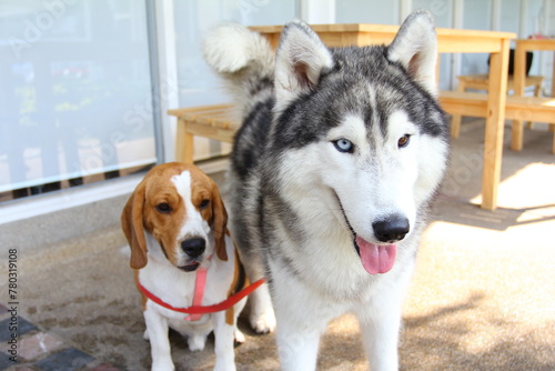 Siberian Husky and Beagle dog