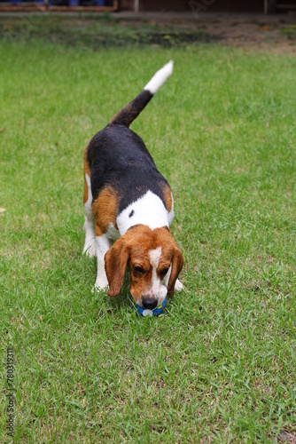 Beagle dog on green Grass