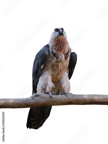 bearded vulture isolated on white background
