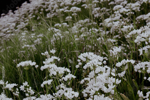 Fiori bianchi dell'aglio  photo