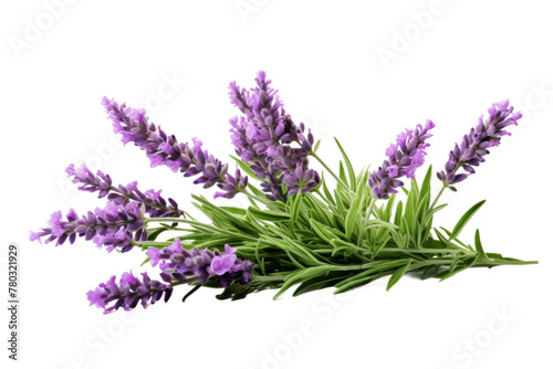Lavender Flowers on White Background. On a White or Clear Surface PNG Transparent Background.