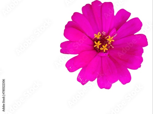 Zinnia elegans also known as youth-and-age  common zinnia  elegant zinnia flowers isolated on white background. A garden ornamental in the family Asteraceae.