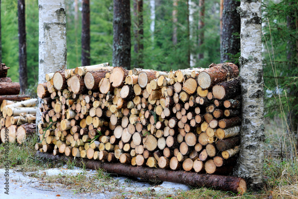 Pile of sawn firewood neatly stacked between two birch trees on a day of early spring.