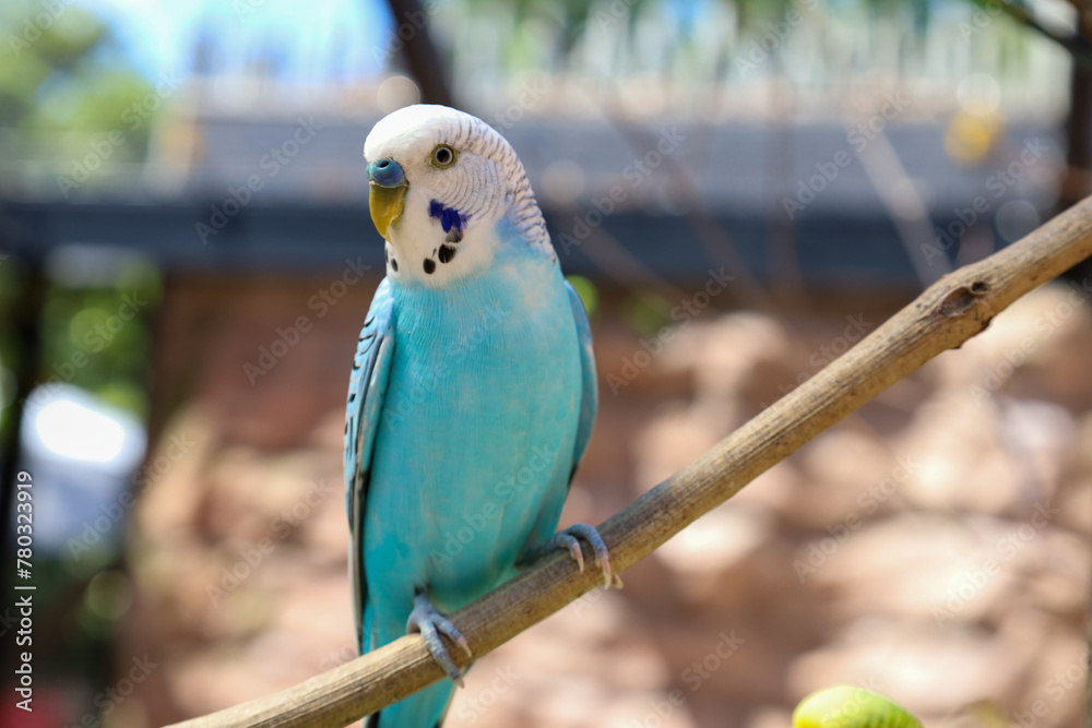 Obraz premium Closeup of a parakeet perched in a cage