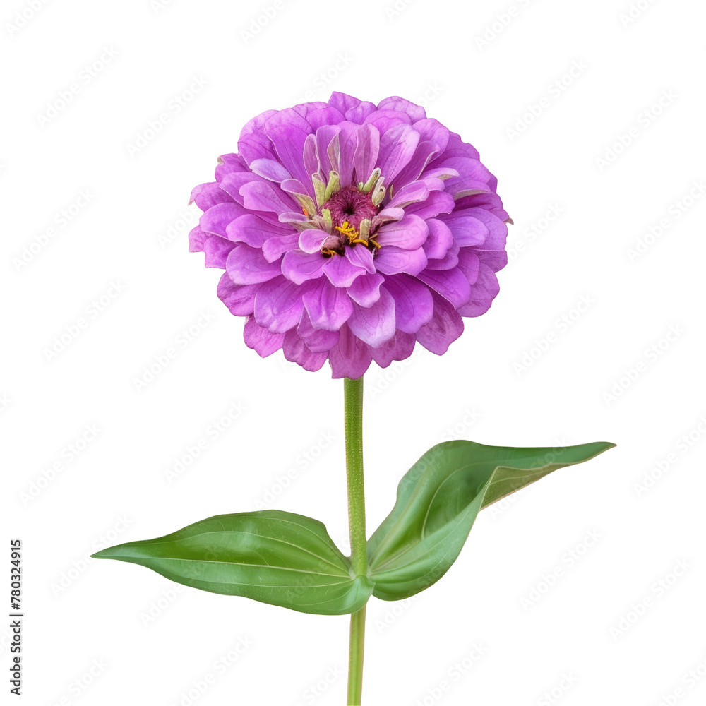 Purple flower with green leaves on a Transparent Background