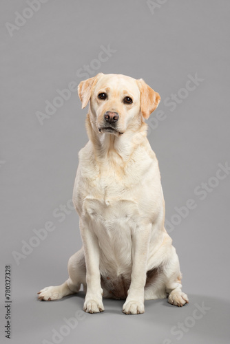 young yellow labrador retriever dog sitting in the studio on a grey background photo