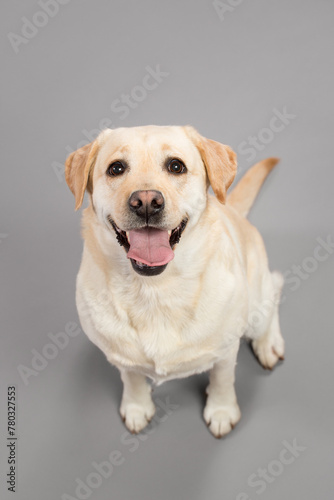 young yellow labrador retriever dog sitting in the studio on a grey background