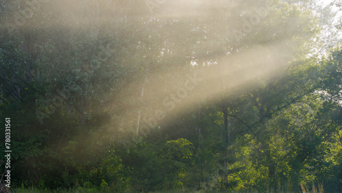 Sun rays in the evening fog against the background of the forest.