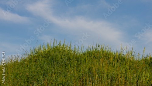 Hill Covered With Fresh Grass Against the Sky