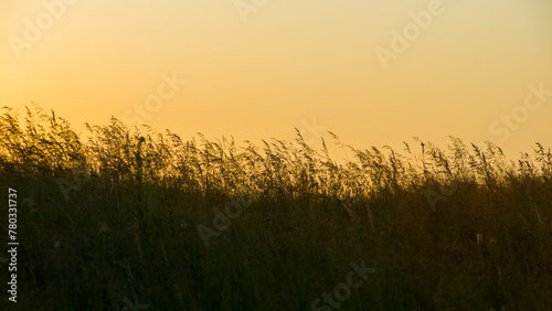 Silhouettes of dark grass against the orange sky during sunset.