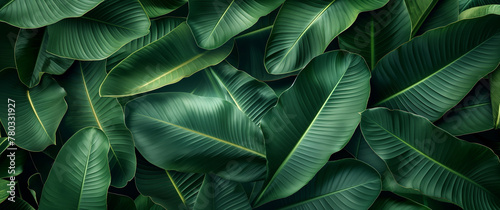 A close-up shot of lush green leaves creates an immersive and tranquil  