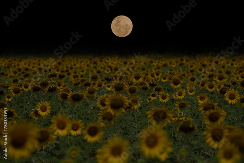 Sunflower garden with full moon in the night.