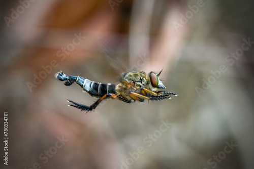 Robber fly ( Asilidae ) on the branch photo