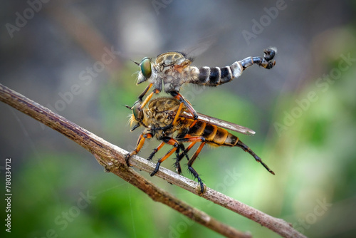 Robber fly ( Asilidae ) on the branch photo