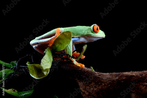 Red eyed tree frog in the bush