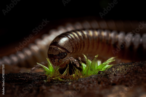 millipedes, moss, calm, resting, eating,