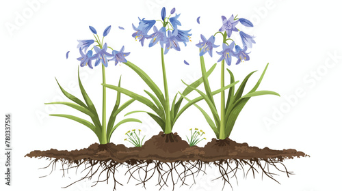 General view of Siberian squill or Scilla siberica photo