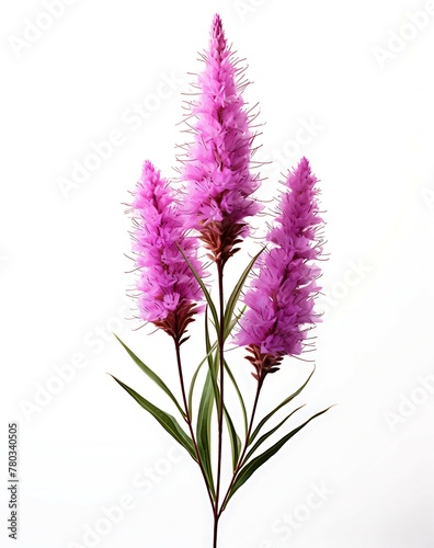 Purple liatris flower isolated on white background, Perfect for Poster, Greeting Cards, Pattern Designs and background photo