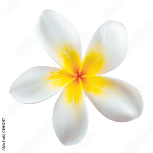 Blooming phumelia or Champa flower isolated with clipping path on white background