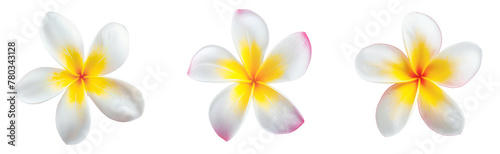 Blooming phumelia or Champa flower isolated with clipping path on white background photo