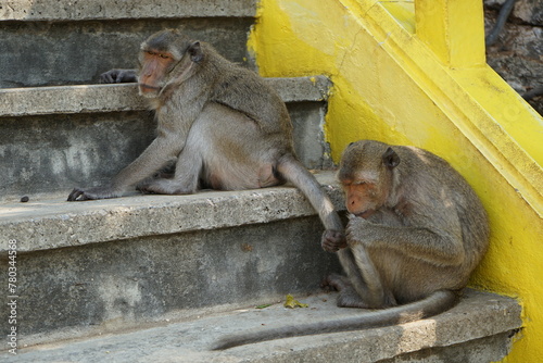 macaques