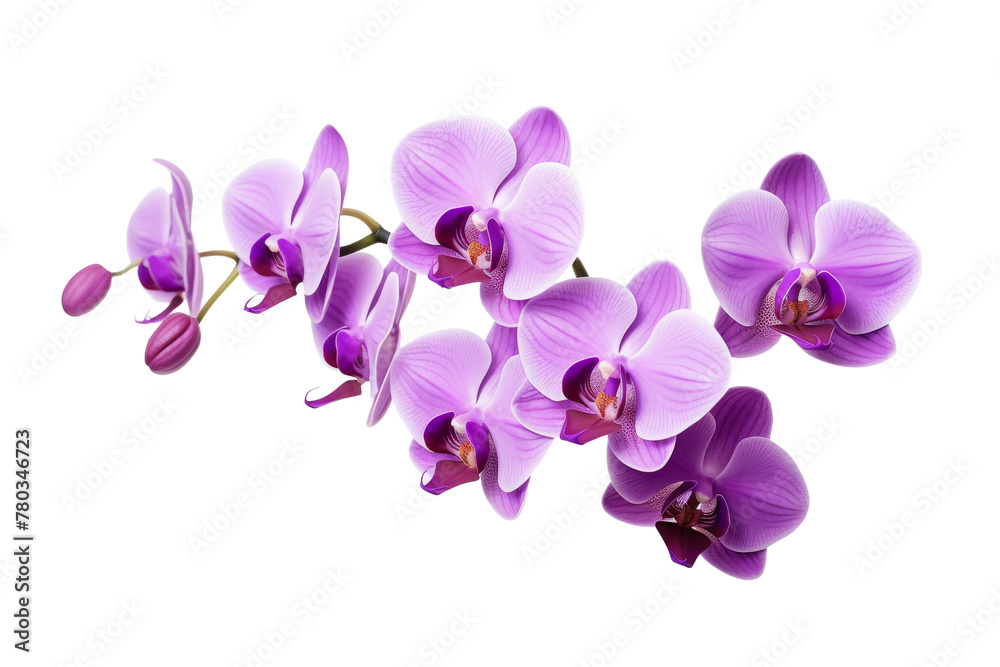 Cluster of Purple Flowers on White Background. On a White or Clear Surface PNG Transparent Background. Cluster of Purple Flowers on White Background. On a White or Clear Surface PNG Transparent Background.