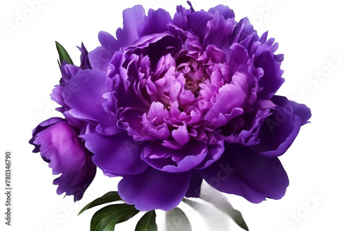 Close Up of Purple Flower on White Background. On a White or Clear Surface PNG Transparent Background.