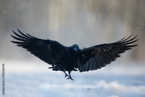 Bird beautiful flying raven Corvus corax North Poland Europe photo