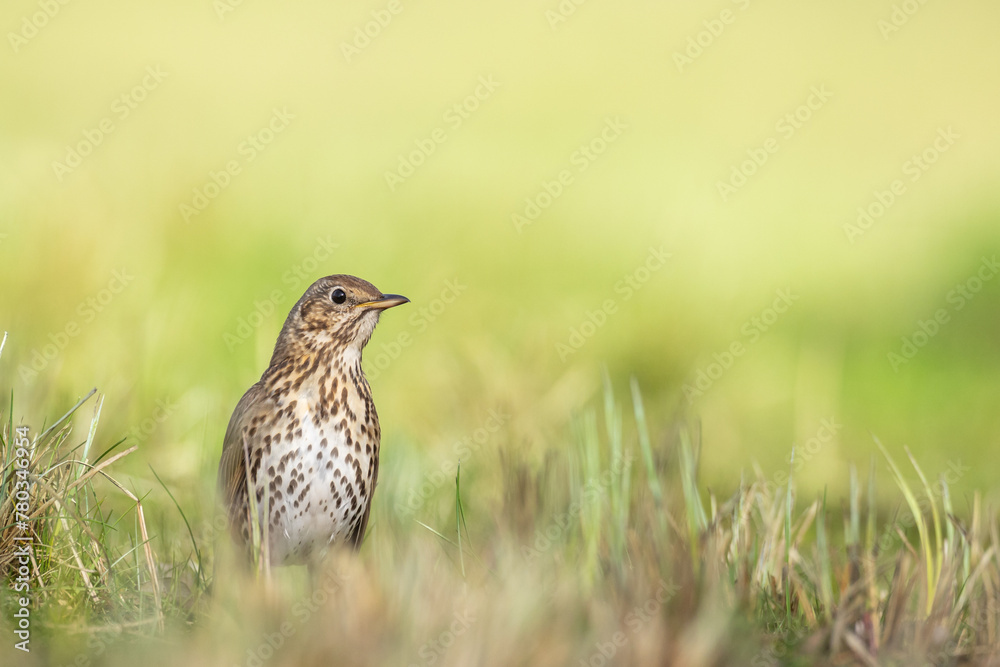 Bird - Song Trush Turdus philomelos on the spring green meadow amazing warm light sunset sundown