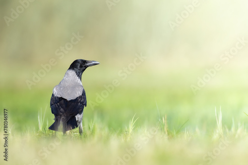 Bird - Hooded crow Corvus cornix in green meadow spring background Poland Europe photo