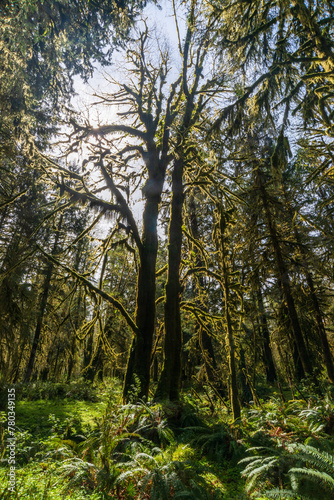 The Trail Around the Moss Covered Quinault Rainforest in Olympic National Park, Spring Time, Washington State