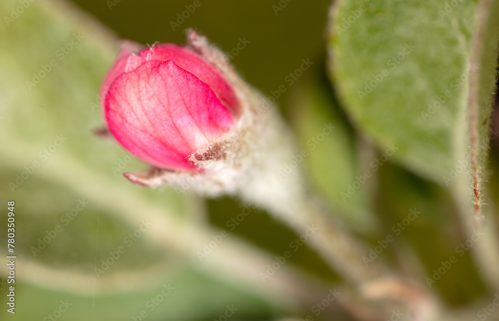 Flowers on an apple fruit tree in spring. Close-up Flowers on an apple fruit tree in spring. Close-up